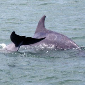 Media 'Dolphin6' in album 'South Padre Island (highrise in the mist)'