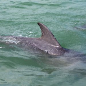Dolphin7