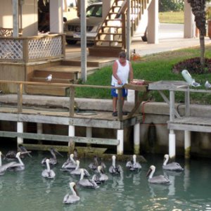 Media 'Fish cleaning... audience' in album 'South Padre Island (highrise in the mist)'