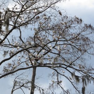 One of many trees full of birds.
