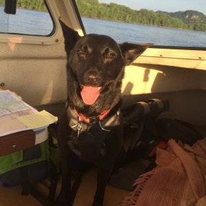Media 'Dexter' in album '1st time out-Mississippi River Ferryville - 2016'