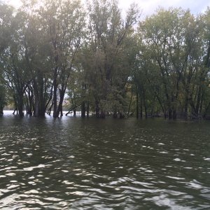 Media 'IMG 1170' in album '1st time out-Mississippi River Ferryville - 2016'