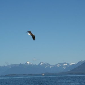 eagle-01