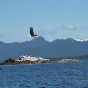 eagle-02