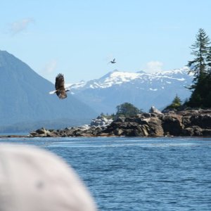eagle-03