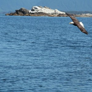eagle-09