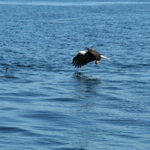 eagle-11