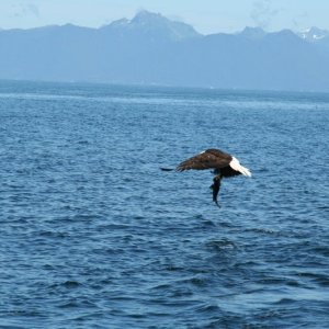 eagle-13