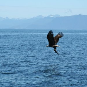 eagle-14