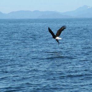 eagle-16