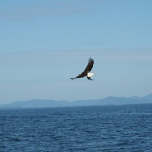 eagle-18