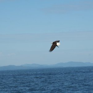 eagle-19