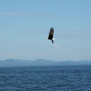 eagle-20