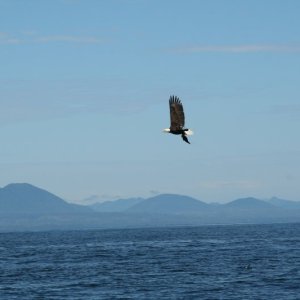 eagle-21