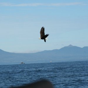 eagle-22