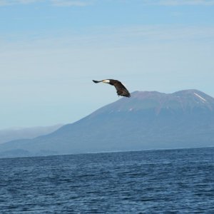 eagle-23