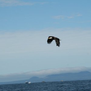 eagle-24