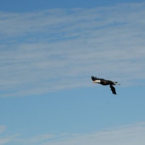 eagle-25