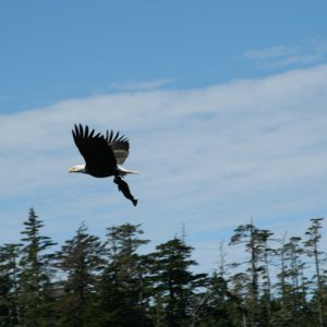 eagle-26