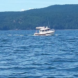 Harvey in Desolation Sound