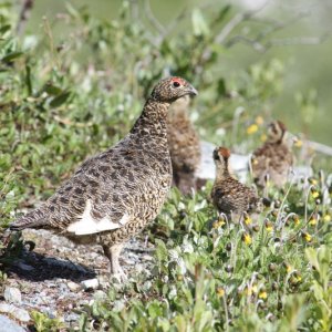 DEFENDIND THE CHICKS.jpg