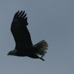 IN FLIGHT.jpg
