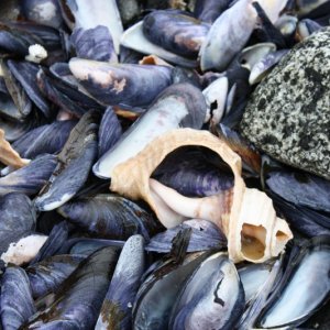 MUSSELS.jpg