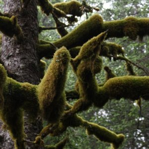RAINFOREST.jpg