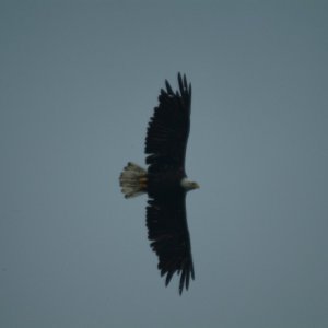 SOARING.jpg