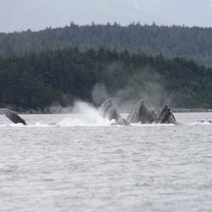 WHALES FEEDING.jpg