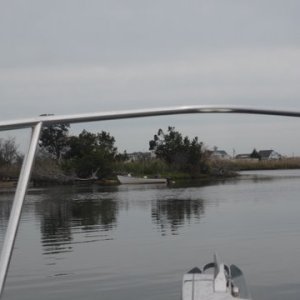 Crabbers (Gnat Bait) looking blue claws