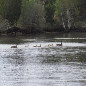 Mom and Dad and the goslings out for the day on Tuckerton Creek