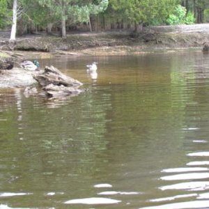 Media 'Some areas still wild looking' in album 'Tuckerton Creek mouth opening up to Little Egg Harbor twenty minutes to the Atlantic Ocean'