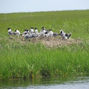 Media 'Birds along the creek' in album 'Tuckerton Creek mouth opening up to Little Egg Harbor twenty minutes to the Atlantic Ocean'