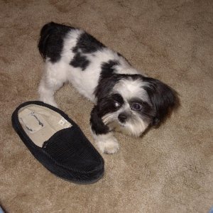 Sophie shoe
