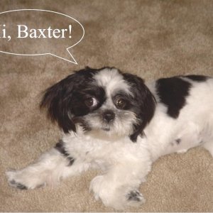 Hi Baxter