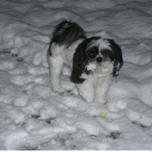 Snow Face
