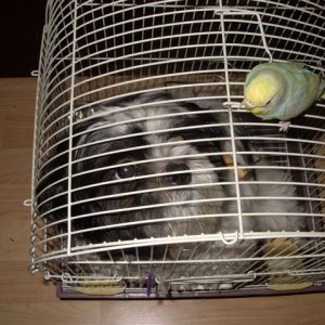 Bird Sophie