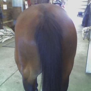 horse butt