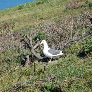 Amazing birding on Anacapa -- East Anacapa is the major Western Gull rookery while West Anacapa is the primary Brown Pelican rookery.