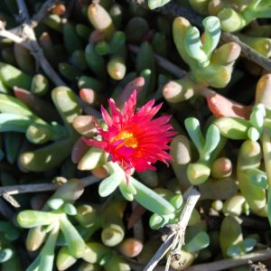 South African Sea Fig Iceplant.  Though an exotic species that outcompetes the endemics, a beautiful flower.