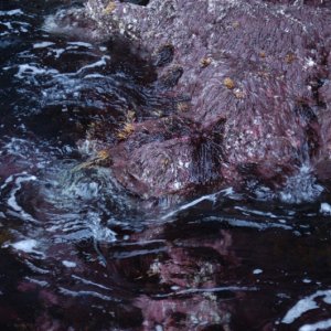 Landing Cove's intertidal zone.