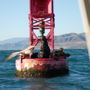 Media 'Ventura Bell' in album 'Anacapa and Santa Cruz Island from the house.'
