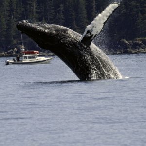 Media 'photo taken by Jules Tileston. PWS' in album 'Passage Canal, Prince William Sound'