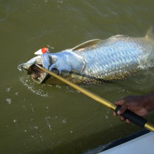Media '180 lb Tarpon' in album 'Jack Cravel'