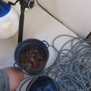 Birdwood Prawns