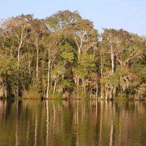 Six Mile Creek North part of Saint Johns east side of river