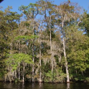 Banks are lined with all sorts of trees and spanish moss. Lots of Water Mocassins, Alligators, Turtles and huge alligator gar which feed at night