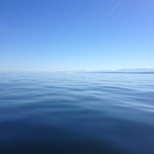 Campbell River whale splash........... very far away