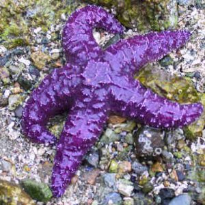 starfish.JPG
